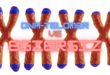egzersiz telomer
